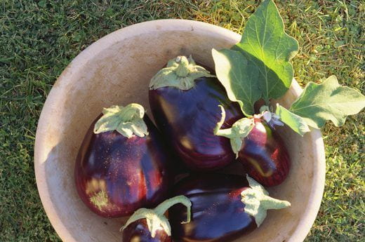 تصویر 3 از بادمجان دلمه ای گرد خوش فرم مناسب پر کردن انتخاب آشپز های حرفه ای